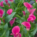 Zantedeschia calla Cheerio, pink, Kalla