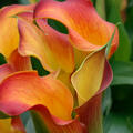 Zantedeschia calla Osorno, Orange geflammt, Kalla