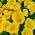 Zantedeschia calla Solo, gelb, Kalla