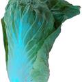 Zichoriensalat 'Zuckerhut', Cichorium intybus var. foliosum