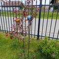 Zierapfel 'Eleyi', Malus x purpurea 'Eleyi'