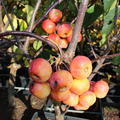 Zierapfel 'Evereste'�