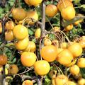 Reife �pfel des Zierapfels Golden Hornet