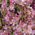 Malus Hillieri Zierapfelbaum Bl�ten