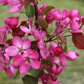 Malus x moerlandsii Liset Zierapfelbaum Fr�chte Bl�ten