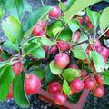 Zierapfel 'Tina', Malus sargenti 'Tina'