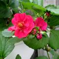 Ziererdbeere Double Pleasure� Hanging Pink Wonder�, Fragaria x vescana