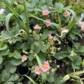 Ziererdbeere Double Pleasure� Happy Eyes�, Fragaria x ananassa