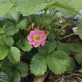 Ziererdbeere Double Pleasure� Standing Pink Wonder�, Fragaria x vescana