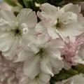 Prunus serrulata Amanogawa Zierkirsche