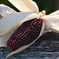 Ziermais, Zea mays