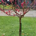 Zierpfirsich Melred, Prunus persica Melred