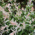 rosa Bl�tter der Salix