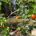 Ziziphus LuLi� (Chinesische Dattel), Jujuba mucronata