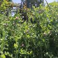 Zuckererbsen 'Weggiser', Pisum sativum convar. axiphium