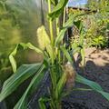 Zuckermais 'Golden Bantam', Zea mays convar. saccharata