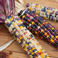 Zuckermais Arc en ciel Inca, Zea mays, Gem�se