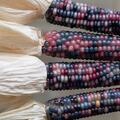 Zuckermais Cassiopeia, Zea mays, Gem�se
