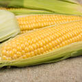 Zuckermais Damanu KS, Zea mays, Gem�se