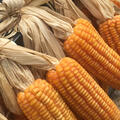 Zuckermais Popi Hopi, Zea mays, Gem�se