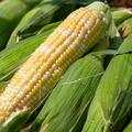 Zuckermais Ramondia, Zea mays, Gem�se