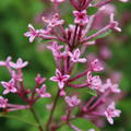 Syringa Bloomerang 'Pink Perfume' Zwergflieder Bl�te