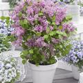 pinker bl�hender Zwergfliederbusch