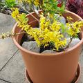 Zwerg-Forsythie, Goldgl�ckchen, 'Nimbus', Forsythia intermedia 'Nimbus'