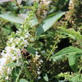 Buddleja white chip