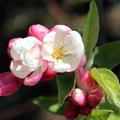 Malus 'Pomzai' Bl�te