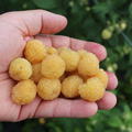 Zwerghimbeere Lowberry� Goodasgold