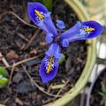 Zwergiris 'Harmony', Iris reticulata 'Harmony'