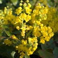 Mahonia aquifolium Apollo Zwergmahonie Bl�ten