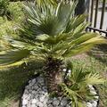 Zwergpalme 'Compacta', Chamaerops humilis 'Compacta'