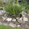 Zwergpalme, Chamaerops humilis