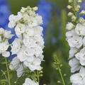 Delphinium Pacific hybr 'Galahad', Rittersporn, halb gef�llt