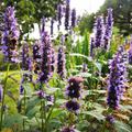 Agastache 'Black Adder', Duftnessel 'Black Adder'