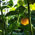 Andenbeere '(Big) Little Buddha', Physalis peruviana