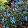 Corydalis curviflora 'Blue Heron', Staude, P�ppel