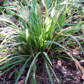 Carex morrowii