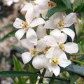 Orangenblume 'Aztec Pearl'� (Choisya ternata 'Aztec Pearl'�)