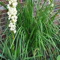 Yucca filamentosa, F�¤dige Palmlilie