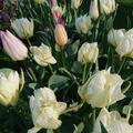 Fosteriana Tulpen, Tulipa fosteriana, Flaming Purissima, Exotic Emperor