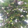  Actinidia arguta, Minikiwi 'Maskulino', Befruchter f�r Actinidia arguta