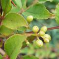 Szechuan Pfeffer americanum, Zanthoxylum americanum