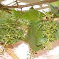 Fruchtst�nde 2023-06-12