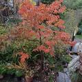 Herbstf�rbung Kaki Choccolatino