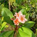 Plumeria