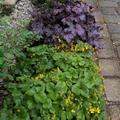 Golderdbeere neben Purpurgl�ckchen an schattigem, trockenem Standort