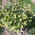 Sch�nes, gesundes Blattwerk im Herbst.